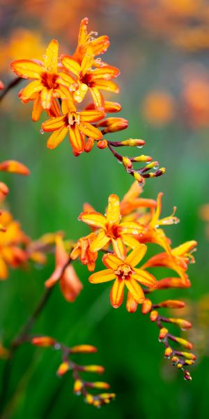 CROCOSMIA  Firestars 'Firestarter'