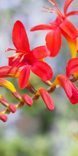 CROCOSMIA 'Lucifer'