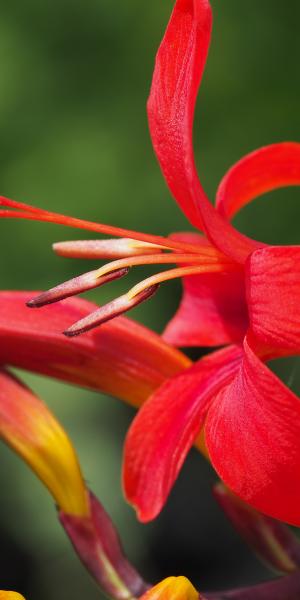 CROCOSMIA 'Lucifer'