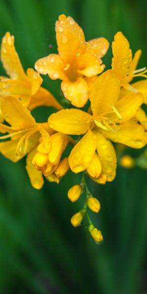 CROCOSMIA 'Paul's Best Yellow'