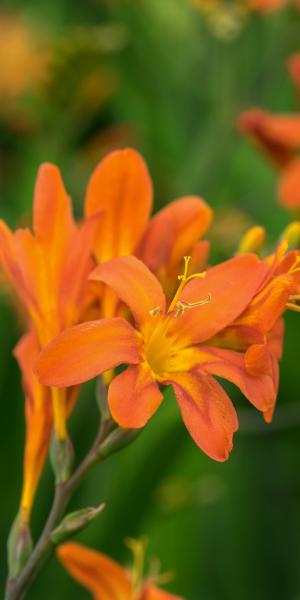 CROCOSMIA 'Severn Sunrise'