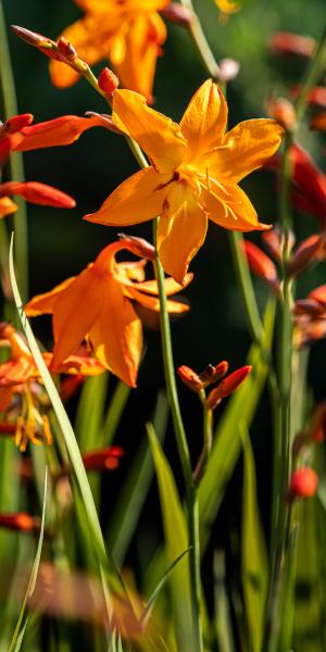 CROCOSMIA × crocosmiiflora 'Star of the East'