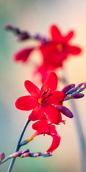 Cocosmia Walbertons 'Miss Scarlet' 