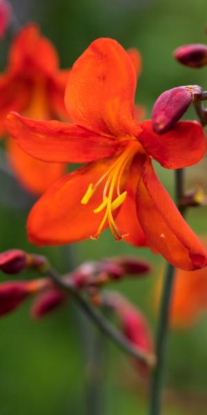CROCOSMIA x crocosmiiflora 'Mrs Geoffrey Howard'