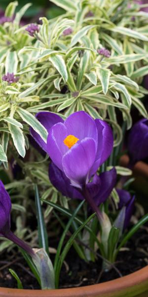 CROCUS combined with ERYSIMUM linifolium 'Variegatum'