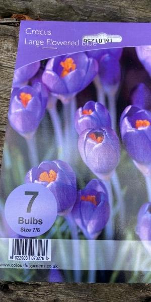 Crocus Large Flowered Blue