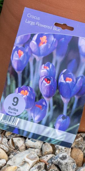 CROCUS Large Flowered Blue