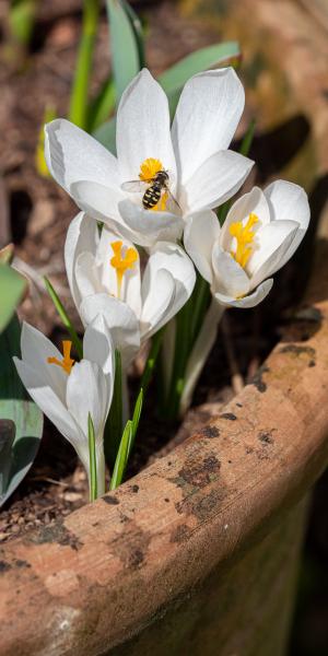 Crocus Large Flowered White