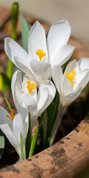 Crocus Large Flowered White