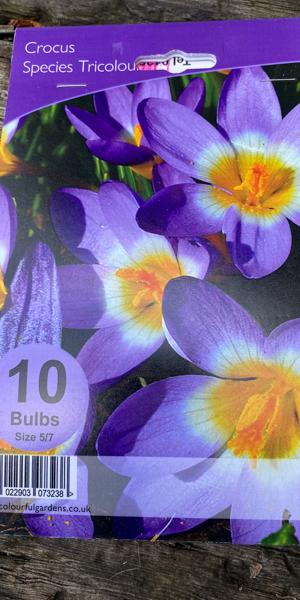 Crocus species Tricoloured