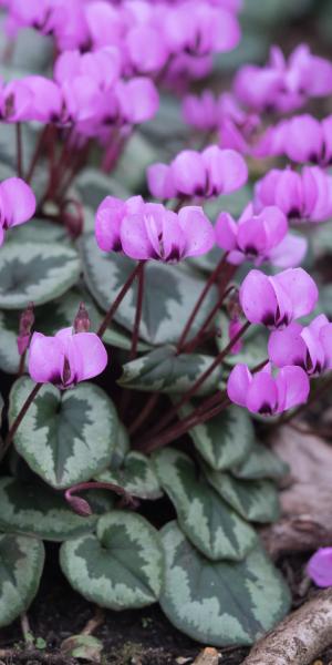 CYCLAMEN coum