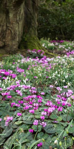 CYCLAMEN coum