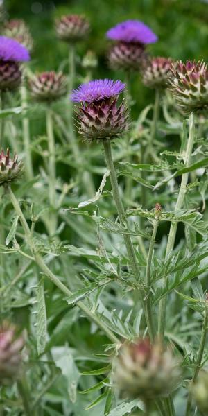 CYNARA cardunculus 