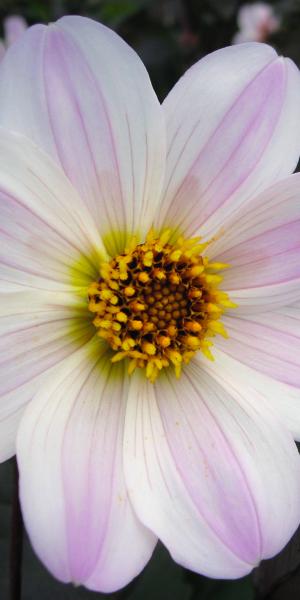 DAHLIA 'Bishop of Leicester'