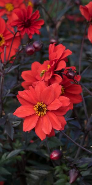 DAHLIA 'Bishop of Llandaff' 