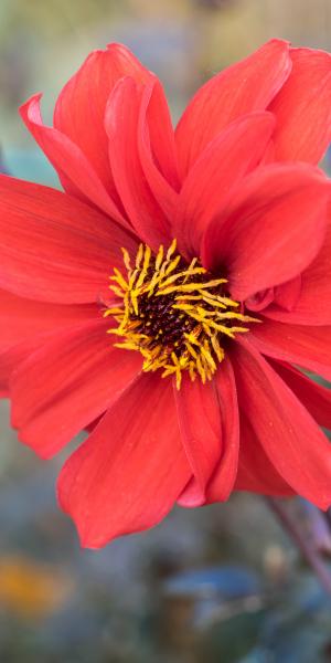 DAHLIA 'Bishop of Llandaff' 