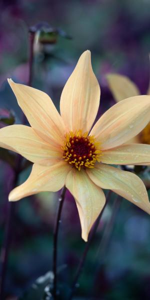 DAHLIA 'Bishop of York' 