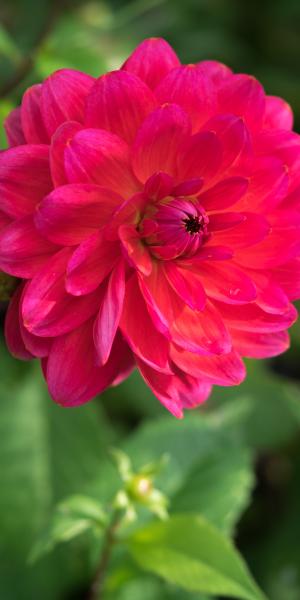 DAHLIA 'Christopher Taylor'