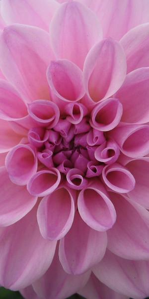 DAHLIA 'Confusion'