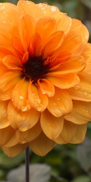 Dahlia 'David Howard'