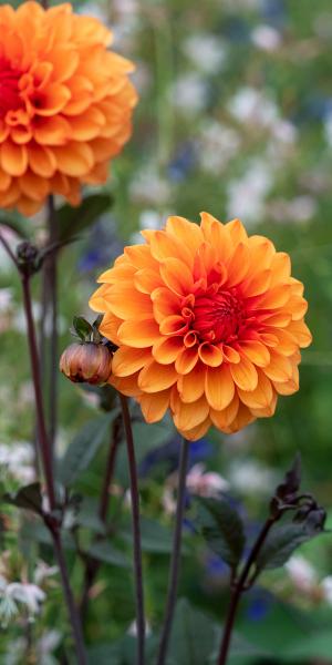 Dahlia 'David Howard'