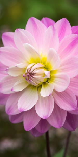 DAHLIA 'Figurine'