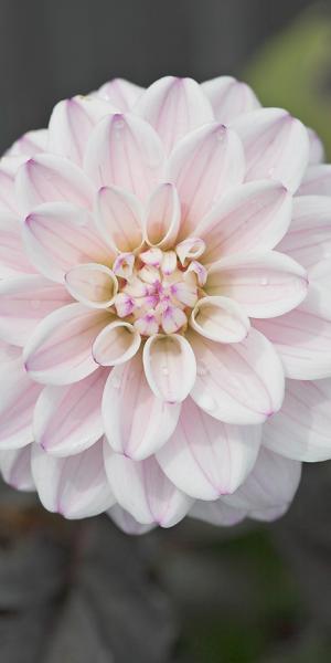 DAHLIA 'Fusion'