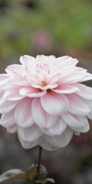 DAHLIA 'Fusion'