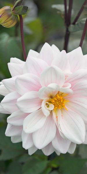 DAHLIA 'Fusion'