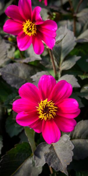 Dahlia 'Haresbrook'