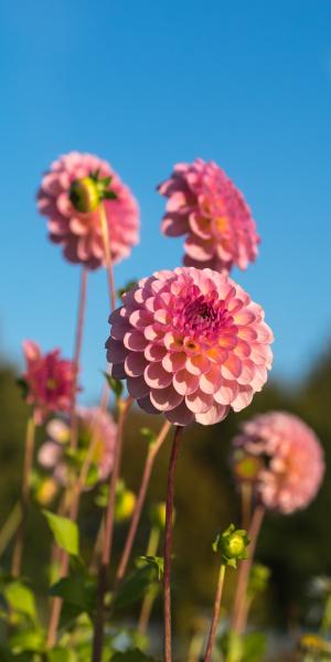 DAHLIA 'Harmari Rose'