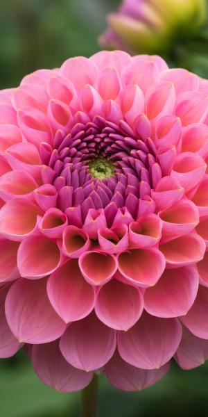 DAHLIA 'Harmari Rose'