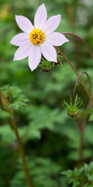 DAHLIA merckii