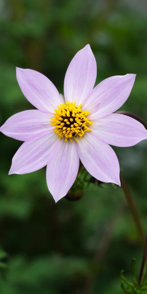 DAHLIA merckii