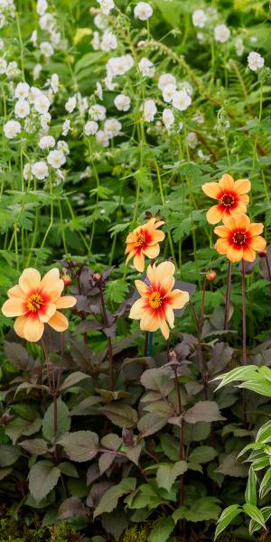 Dahlia 'Moonfire' 