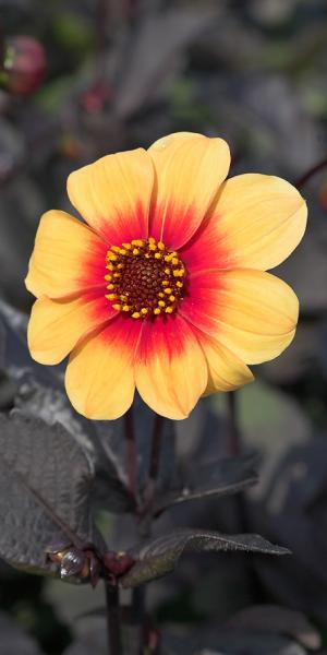 Dahlia 'Moonfire' 