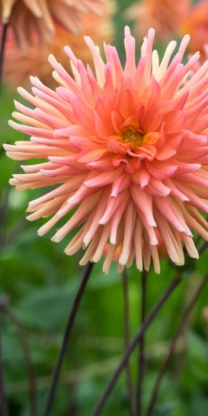 DAHLIA 'Shandy'