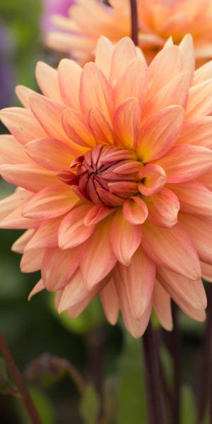 DAHLIA 'Shandy'