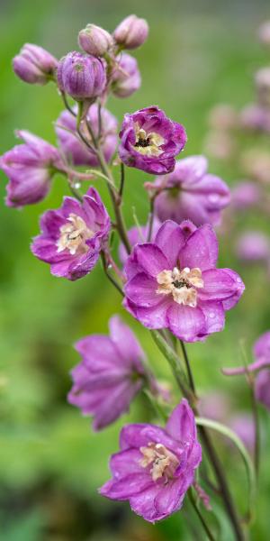 DELPHINIUM Astolat Group