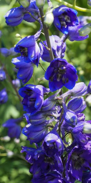 Delphinium Black Knight Group