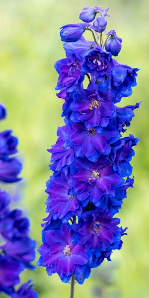 DELPHINIUM 'Faust'