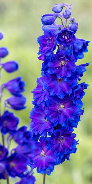 DELPHINIUM 'Faust'