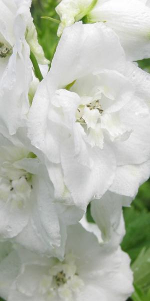 DELPHINIUM Galahad Group