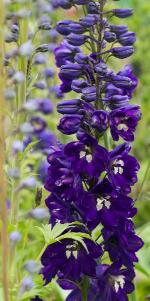 DELPHINIUM King Arthur Group