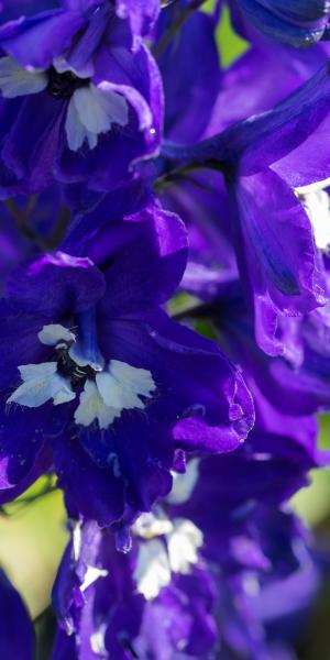 DELPHINIUM King Arthur Group