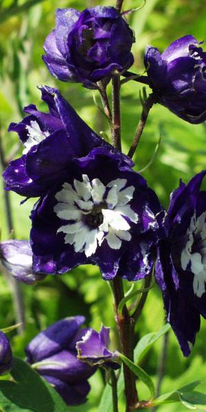 DELPHINIUM King Arthur Group