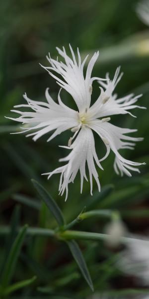 DIANTHUS arenarius 'Little Maiden'