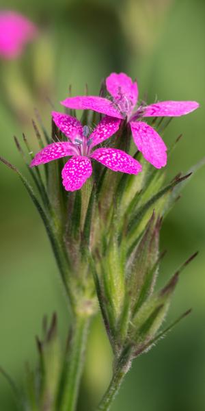 DIANTHUS armeria