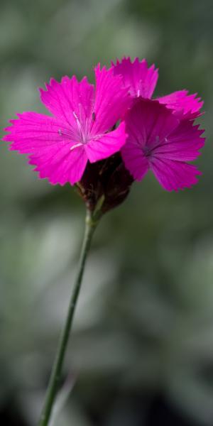 DIANTHUS carthusianorum