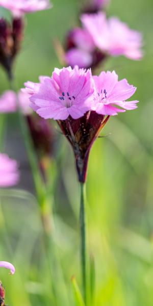 DIANTHUS carthusianorum 'Rupert's Pink'